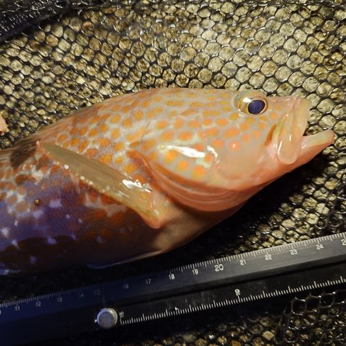 キジハタの釣果