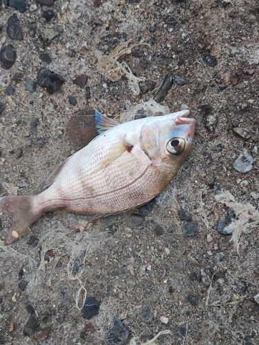 チャリコの釣果