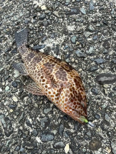オオモンハタの釣果