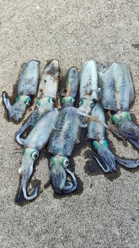 アオリイカの釣果