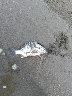 キビレの釣果