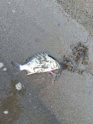 キビレの釣果