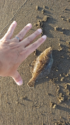 ソゲの釣果
