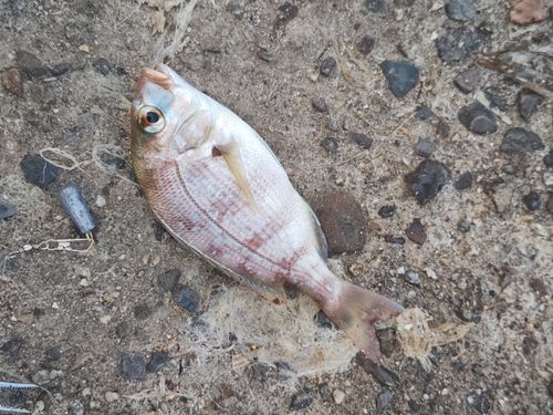 チャリコの釣果