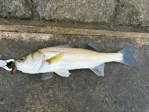 フッコ（マルスズキ）の釣果