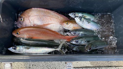 ヒメダイの釣果