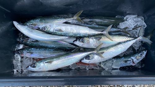 ゴマサバの釣果