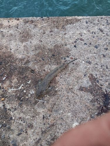メゴチの釣果