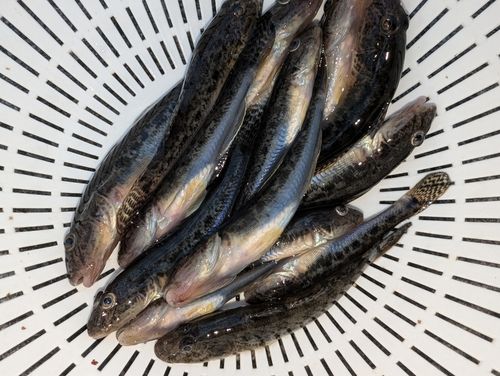 マハゼの釣果