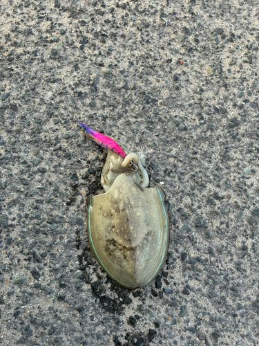 イカの釣果