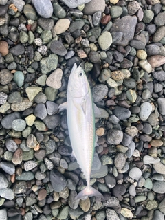 ソウダガツオの釣果