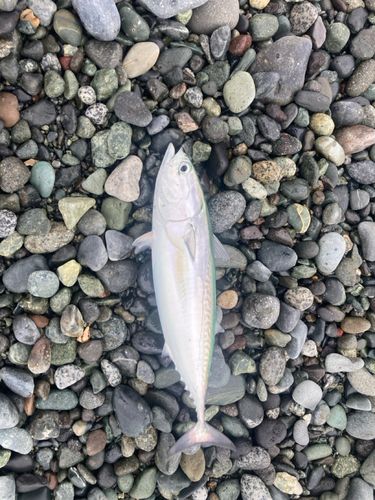 ソウダガツオの釣果