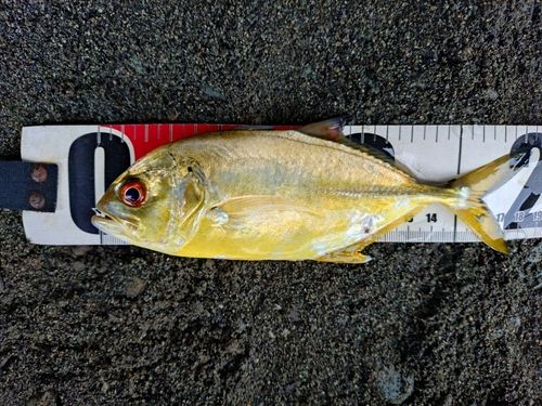 メッキの釣果