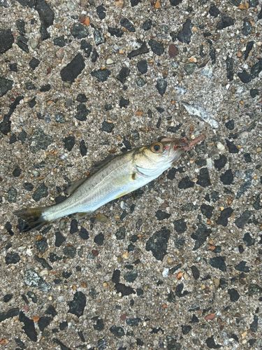 セイゴ（マルスズキ）の釣果