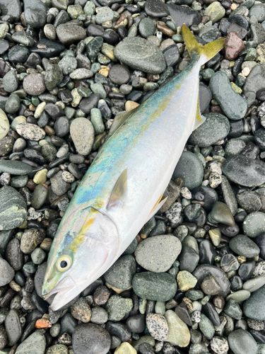 イナダの釣果