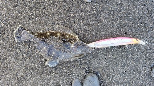ヒラメの釣果