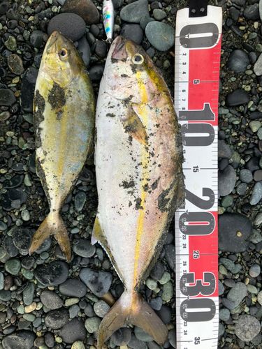 ショゴの釣果