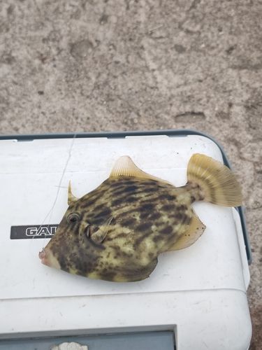 カワハギの釣果