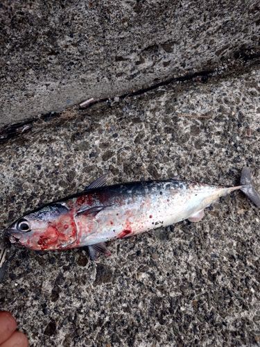 ソウダガツオの釣果