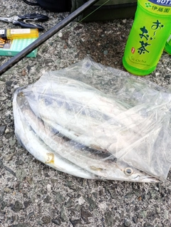 カマスの釣果