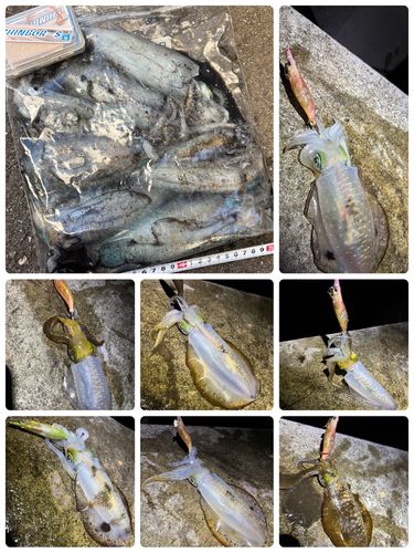 アオリイカの釣果
