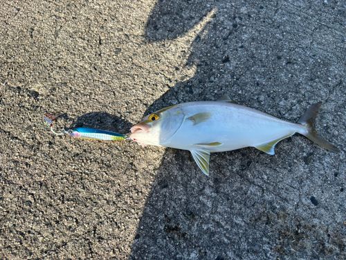 シオの釣果