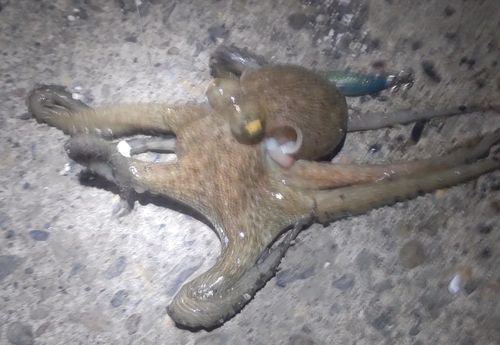 タコの釣果