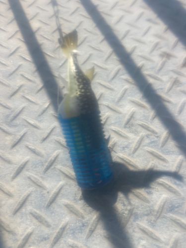 フグの釣果