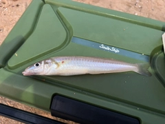 キスの釣果