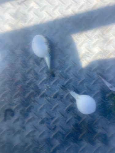 フグの釣果