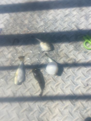 フグの釣果