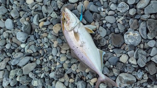 ショゴの釣果
