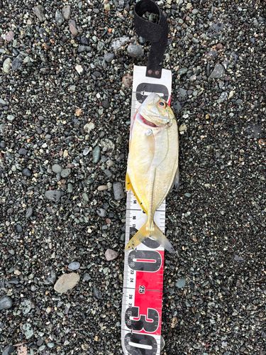 メッキの釣果