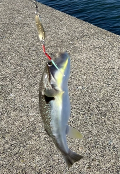 フグの釣果