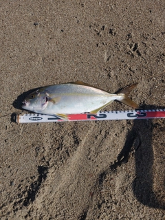 ショゴの釣果
