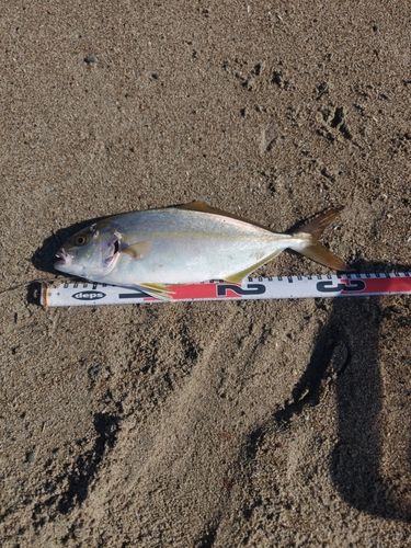 ショゴの釣果