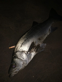ヒラスズキの釣果