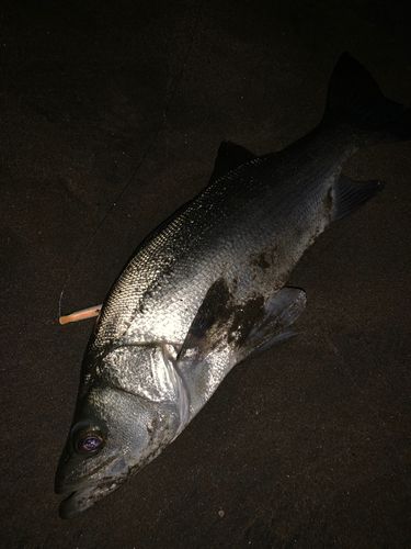 ヒラスズキの釣果