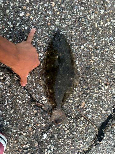 ヒラメの釣果