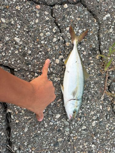 ネリゴの釣果
