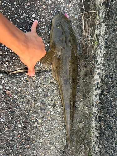 コチの釣果