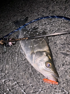 ヒラスズキの釣果