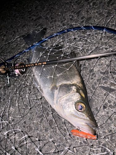 ヒラスズキの釣果