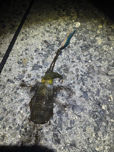 アオリイカの釣果