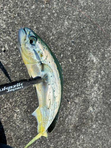シイラの釣果