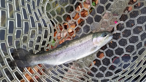 ニジマスの釣果