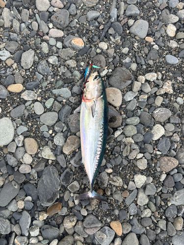 ソウダガツオの釣果
