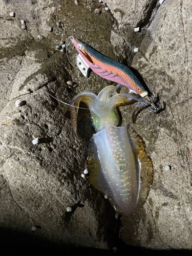 アオリイカの釣果