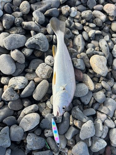 ニベの釣果