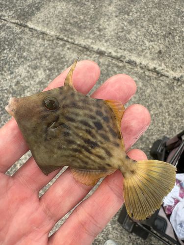 カワハギの釣果
